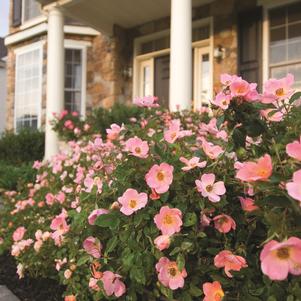 <em>Rosa</em> <strong>RAINBOW KNOCK OUT® ROSE</strong>: