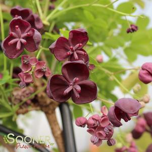 <em>Akebia</em> <strong>SILVER BELLS CHOCOLATE VINE</strong>: