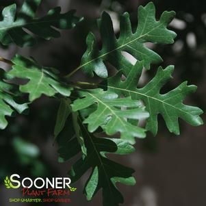 <em>Quercus</em> <strong>BUR OAK</strong>: