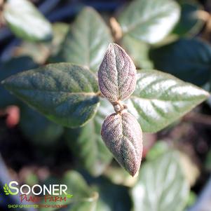 <em>Viburnum</em> BURKWOOD VIBURNUM: 