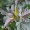 <em>Physocarpus</em> <strong>DIABOLO™ NINEBARK</strong>: