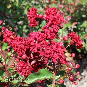 <em>Lagerstroemia</em> <strong>SIREN RED® CRAPEMYRTLE</strong>: