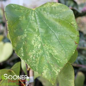 <em>Cercis</em> <strong>SILVER CLOUD VARIEGATED REDBUD</strong>: