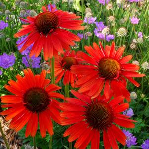 <em>Echinacea</em> <strong>HOT LAVA CONEFLOWER</strong>: