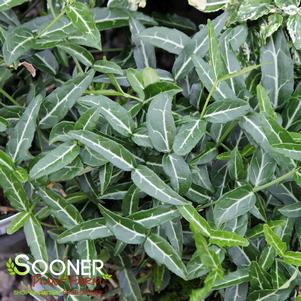 <em>Euonymus fortunei</em> <strong>WOLONG GHOST EUONYMUS</strong>: