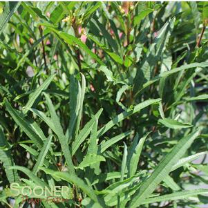 <em>Rhamnus</em> <strong>FINE LINE® BUCKTHORN</strong>:
