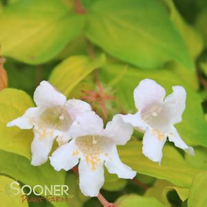 <em>Kolkwitzia</em> <strong>MARADCO BEAUTY BUSH</strong>: