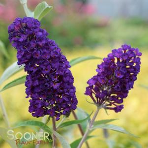 <em>Buddleia</em> <strong>BLACK KNIGHT BUTTERFLY BUSH</strong>: