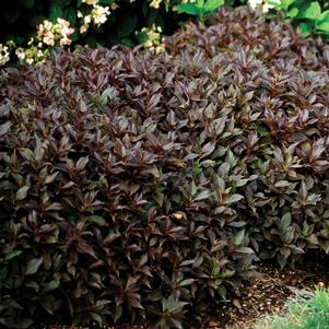 <em>Weigela</em> <strong>MIDNIGHT WINE® WEIGELA</strong>: