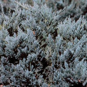 <em>Juniperus</em> <strong>BLUE CHIP JUNIPER</strong>: