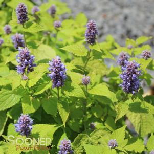 <em>Agastache</em> <strong>GOLDEN JUBILEE HYSSOP</strong>: