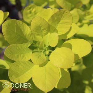 <em>Cotinus</em> <strong>GOLDEN SPIRIT SMOKETREE</strong>:
