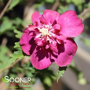 <em>Hibiscus</em> <strong>AMPLISSIMUS RED DOUBLE ALTHEA</strong>: