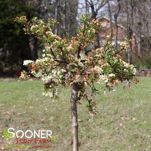 <em>Malus</em> <strong>SARGENT TINA CRABAPPLE</strong>: