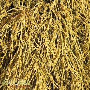 <em>Chamaecyparis</em> <strong>KING'S GOLD FALSE CYPRESS</strong>:
