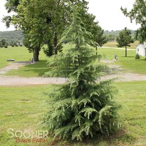 <em>Cedrus</em> <strong>DEODAR CEDAR</strong>: