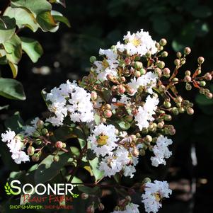 <em>Lagerstroemia</em> <strong>BURGUNDY COTTON® CRAPEMYRTLE</strong>:
