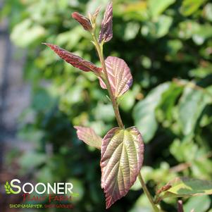 <em>Parrotia</em> <strong>PERSIAN IRONWOOD</strong>: