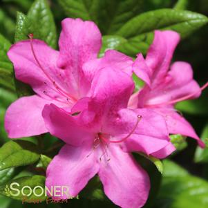 <em>Rhododendron</em> <strong>AUTUMN AMETHYST® ENCORE® AZALEA</strong>: