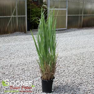 <em>Panicum</em> <strong>DALLAS BLUES SWITCH GRASS</strong>: