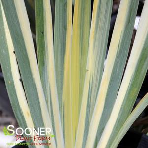 <em>Iris</em> <strong>GOLDEN VARIEGATED IRIS</strong>: