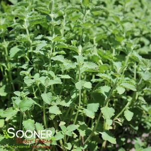 <em>Nepeta</em> <strong>SIX HILLS GIANT CATMINT</strong>:
