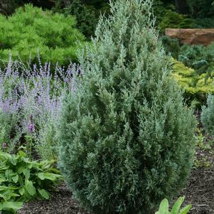 <em>Juniperus</em> <strong>WICHITA BLUE JUNIPER</strong>: