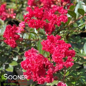 <em>Lagerstroemia</em> <strong>CHERRY DAZZLE® CRAPEMYRTLE</strong>: