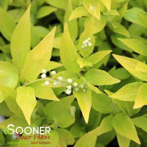 <em>Deutzia</em> <strong>CHARDONNAY PEARLS® DEUTZIA</strong>:
