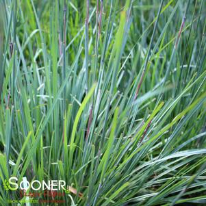 <em>Schizachyrium</em> <strong>BLUE HEAVEN® LITTLE BLUESTEM</strong>:
