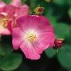 <em>Rosa</em> <strong>ROSE EASY ELEGANCE PINK GNOME</strong>: