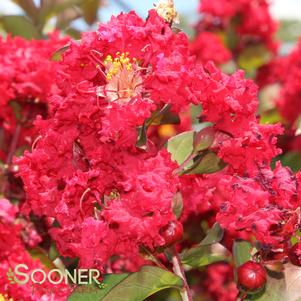 <em>Lagerstroemia</em> <strong>DYNAMITE® CRAPEMYRTLE</strong>: