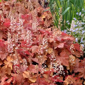<em>Heucherella</em> <strong>REDSTONE FALLS FOAMY BELLS</strong>: