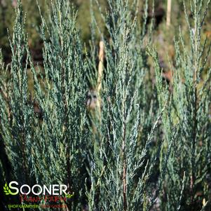 <em>Juniperus</em> <strong>SKYROCKET JUNIPER</strong>: