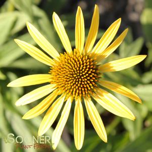 <em>Echinacea</em> <strong>MAUI SUNSHINE CONEFLOWER</strong>: