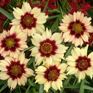 <em>Coreopsis</em> <strong>AUTUMN BLUSH TICKSEED</strong>: