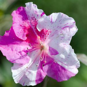 <em>Rhododendron</em> <strong>AUTUMN TWIST® ENCORE® AZALEA</strong>: