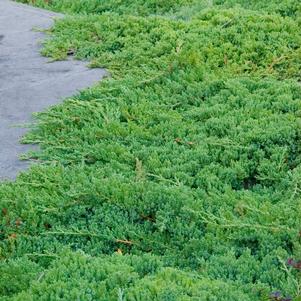 <em>Juniperus</em> <strong>DWARF PROCUMBENS JUNIPER</strong>: