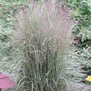 <em>Calamagrostis</em> <strong>OVERDAM VARIEGATED FEATHER REED GRASS</strong>:
