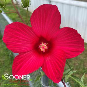 <em>Hibiscus</em> LORD BALTIMORE HARDY HIBISCUS: 