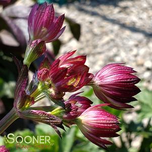 <em>Astrantia</em> <strong>MOULIN ROUGE BARRENWORT</strong>: