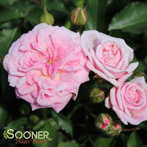 <em>Rosa</em> <strong>SWEET DRIFT® ROSE</strong>: