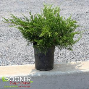 <em>Juniperus</em> <strong>BUFFALO JUNIPER</strong>: