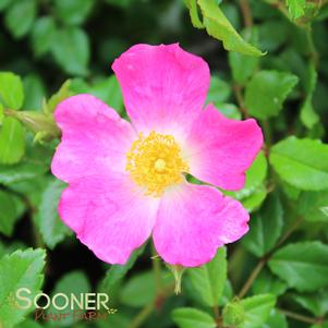 <em>Rosa</em> <strong>OSO EASY® FRAGRANT SPREADER ROSE</strong>: