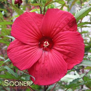 <em>Hibiscus</em> <strong>FIREBALL FLEMING HARDY HIBISCUS</strong>: