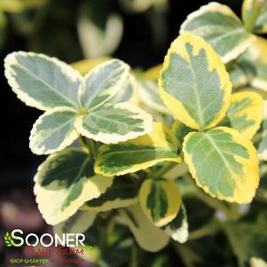 <em>Euonymus fortunei</em> <strong>GOLD SPLASH® EUONYMUS</strong>: