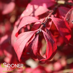<em>Euonymus alatus</em> <strong>FIRE BALL® BURNING BUSH</strong>:
