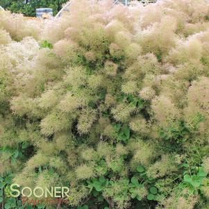 <em>Cotinus</em> <strong>YOUNG LADY SMOKETREE</strong>:
