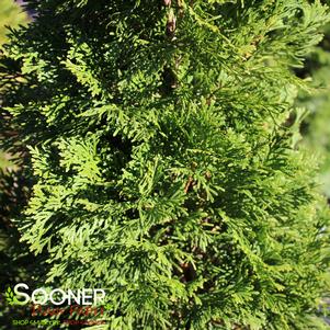 <em>Thuja</em> <strong>EMERALD GREEN ARBORVITAE</strong>: