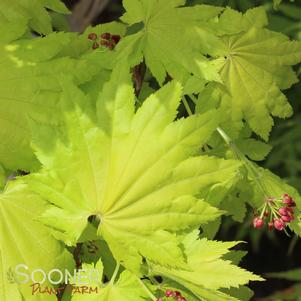 <em>Acer</em> GOLDEN FULL MOON UPRIGHT JAPANESE MAPLE: 